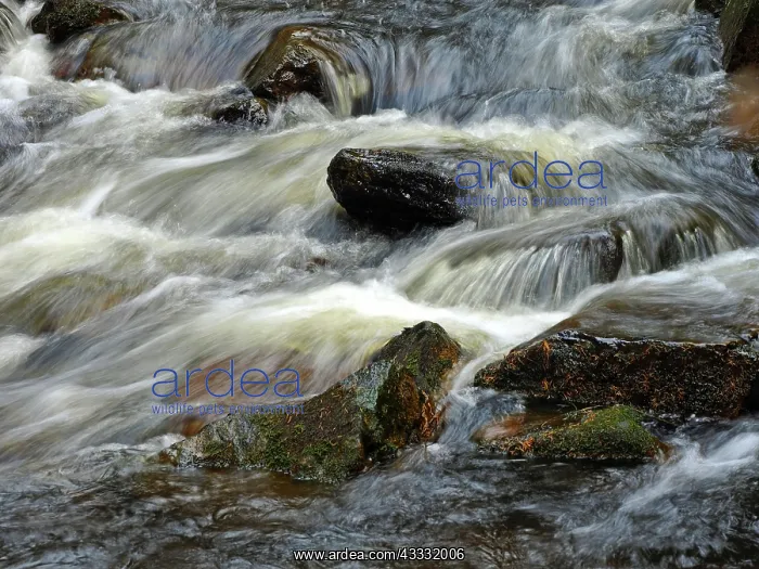 : 80189183 Stream Ore Mountains, Germany Stefan Meyers : 80189183 Stream Ore Mountains, Germany Stefan Meyers