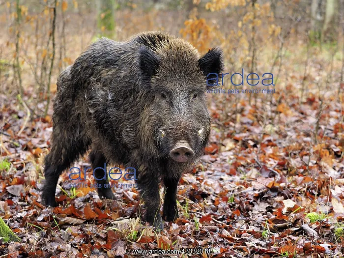 : 80189185 Wild Boar - young male in autumn Germany : 80189185 Wild Boar - young male in autumn Germany