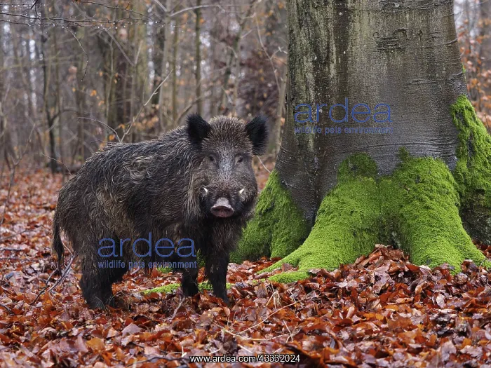 : 80189186 Wild Boar - young male in autumn Germany : 80189186 Wild Boar - young male in autumn Germany