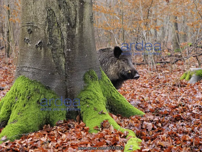: 80189187 Wild Boar - young male in autumn Germany : 80189187 Wild Boar - young male in autumn Germany