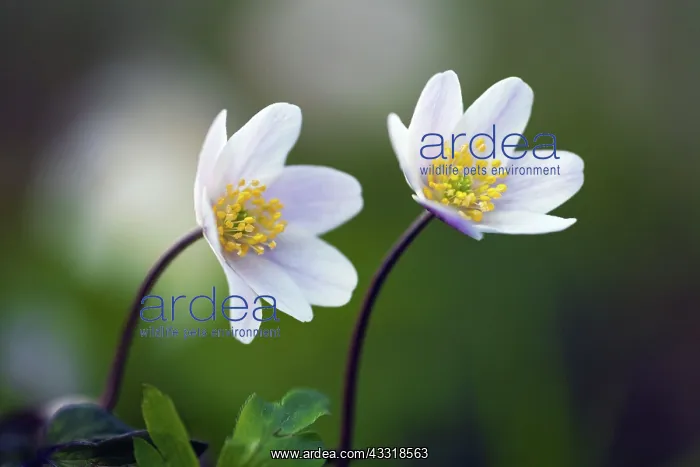 : 80189523 Wood Anemone - blossom Lower Saxony, Germany : 80189523 Wood Anemone - blossom Lower Saxony, Germany