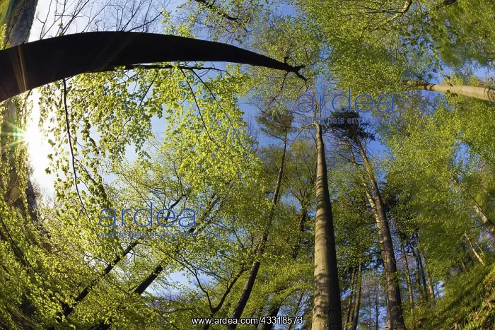 : 80189524 Beech Woodland - fresh foilage in spring : 80189524 Beech Woodland - fresh foilage in spring