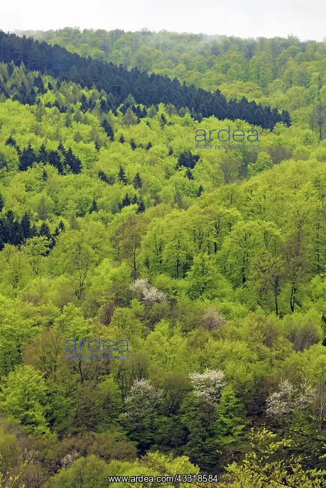 : 80189525 Mixed Forestry - in spring Lower Saxony : 80189525 Mixed Forestry - in spring Lower Saxony