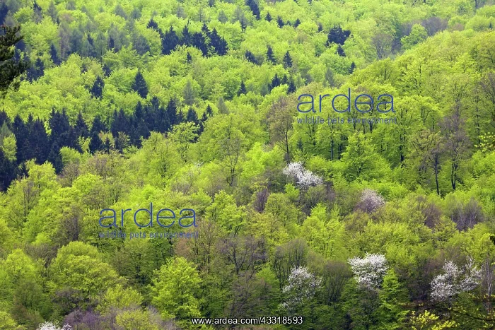 : 80189526 Mixed Forestry - in spring Lower Saxony : 80189526 Mixed Forestry - in spring Lower Saxony