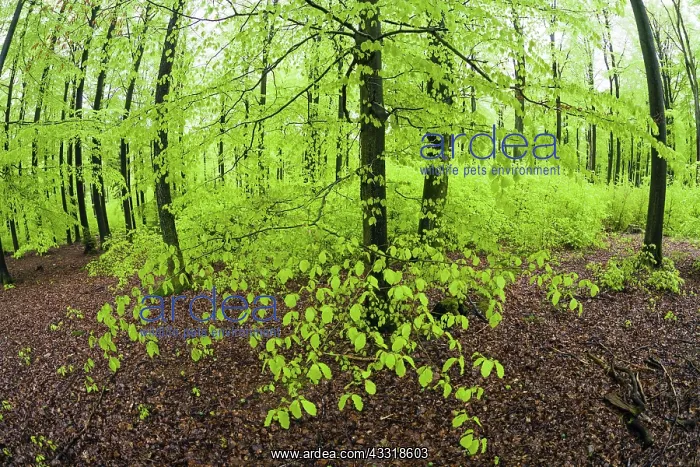 : 80189527 Beech Trees - with fresh foilage in spring : 80189527 Beech Trees - with fresh foilage in spring