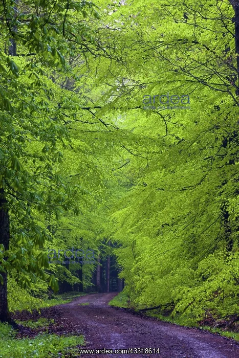 : 80189528 Forest and Forest Track - with fresh foilage : 80189528 Forest and Forest Track - with fresh foilage
