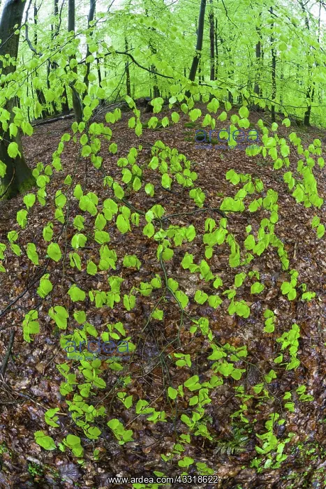 : 80189529 Beech Trees - branch with fresh foilage : 80189529 Beech Trees - branch with fresh foilage
