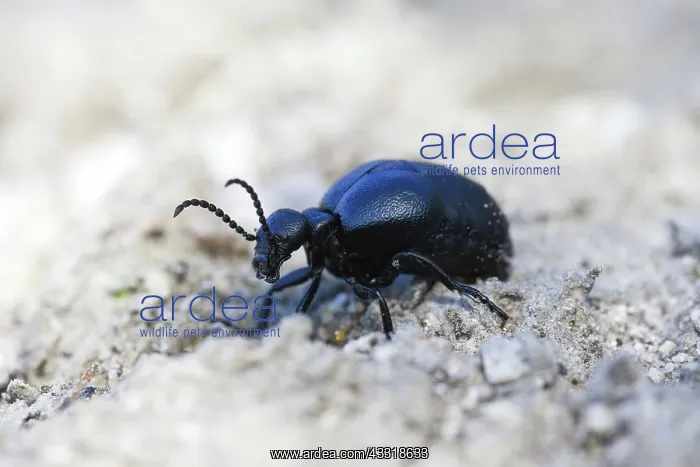 : 80189530 Oil Beetle Kyffhauser hills, Thueringen : 80189530 Oil Beetle Kyffhauser hills, Thueringen