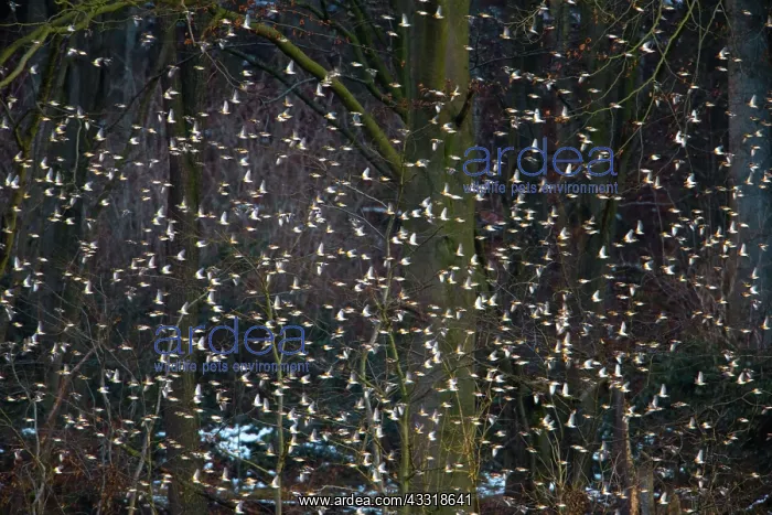 : 80189531 Brambling - invasion in winter - flock : 80189531 Brambling - invasion in winter - flock