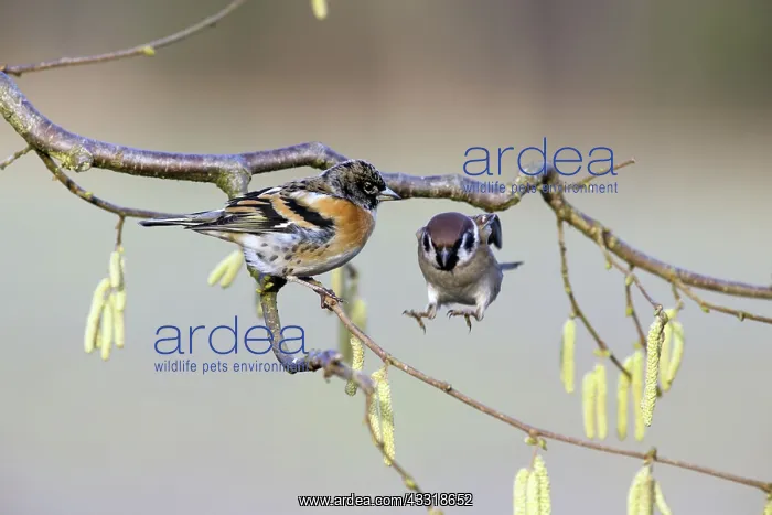  : 80189532 Brambling - male - and Tree Sparrow - (Passer