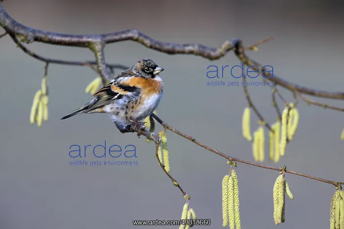 : 80189533 Brambling - male - perched on hazel bush : 80189533 Brambling - male - perched on hazel bush