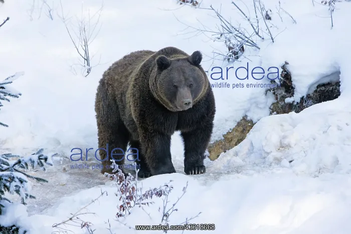 : 80189534 European Brown Bear - emerged fom winter : 80189534 European Brown Bear - emerged fom winter