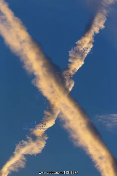 : 80189535 Contrails Lower Saxony, Germany, Europe : 80189535 Contrails Lower Saxony, Germany, Europe