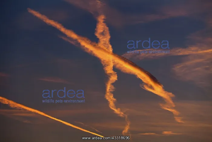 : 80189537 Contrails - at sunset Lower Saxony, Germany : 80189537 Contrails - at sunset Lower Saxony, Germany