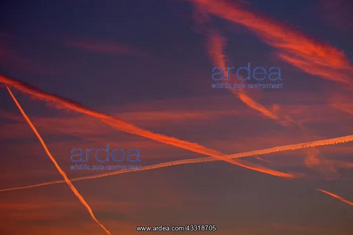 : 80189538 Contrails - at sunset Lower Saxony, Germany : 80189538 Contrails - at sunset Lower Saxony, Germany