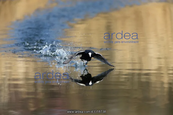  : 80189541 Coot - running across surface of lake Lower