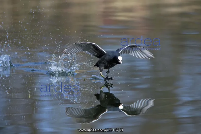 : 80189542 Coot - running across surface of lake Lower : 80189542 Coot - running across surface of lake Lower