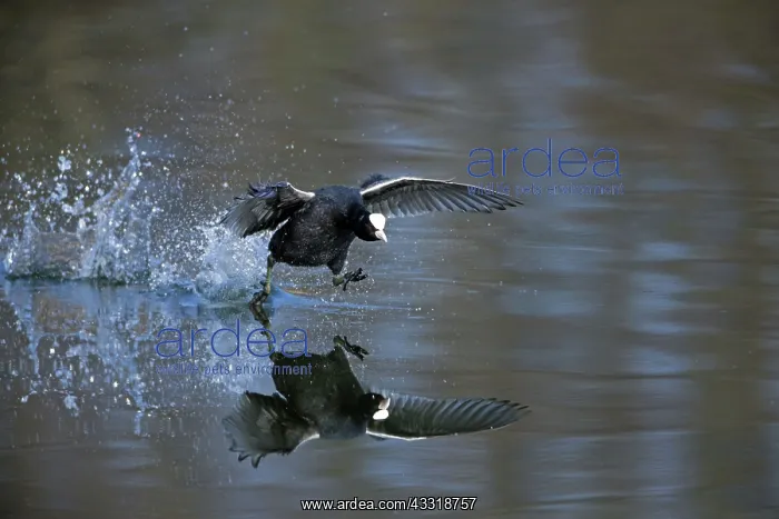 : 80189543 Coot - running across surface of lake Lower : 80189543 Coot - running across surface of lake Lower