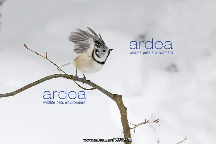: 80189544 Crested Tit - in take-off flight Bavarian : 80189544 Crested Tit - in take-off flight Bavarian