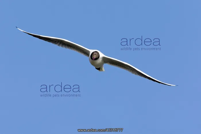  : 80189545 Black-headed Gull - in flight Lower Saxony