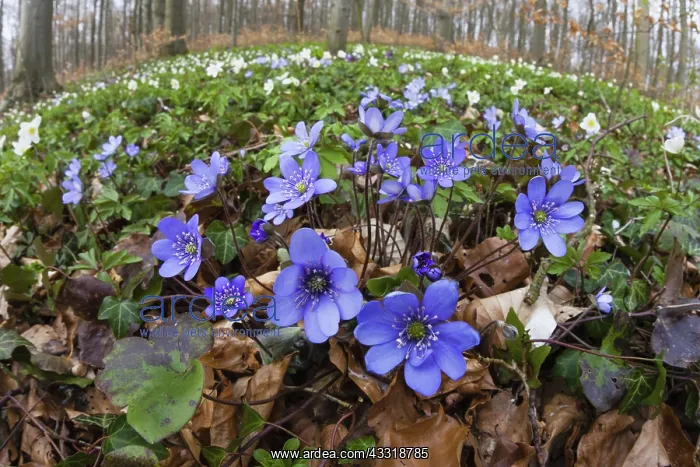 : 80189546 Hepatica - flowering Lower Saxony, Germany : 80189546 Hepatica - flowering Lower Saxony, Germany