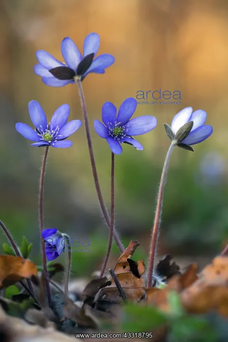 : 80189547 Hepatica - flowering Lower Saxony, Germany : 80189547 Hepatica - flowering Lower Saxony, Germany
