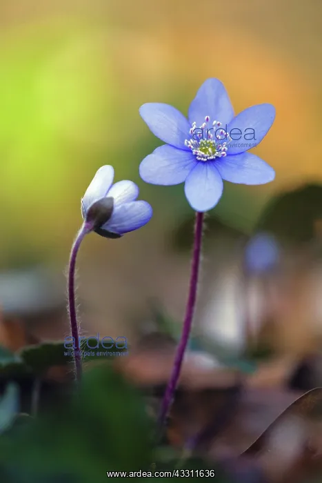 : 80189548 Hepatica - flowering Lower Saxony, Germany : 80189548 Hepatica - flowering Lower Saxony, Germany