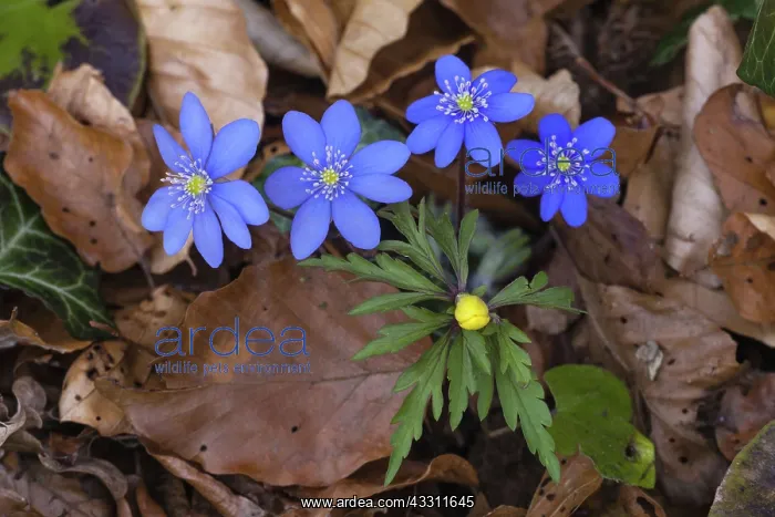 : 80189549 Hepatica - flowering Lower Saxony, Germany : 80189549 Hepatica - flowering Lower Saxony, Germany