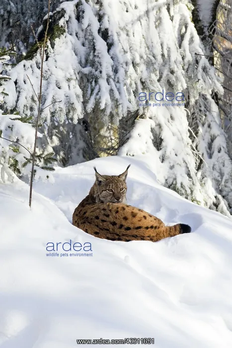 : 80189550 Lynx - lying in snow - resting Bavarian : 80189550 Lynx - lying in snow - resting Bavarian