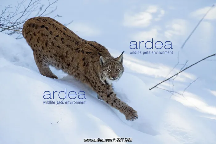 : 80189551 Lynx - stretching itself - in snow Bavarian : 80189551 Lynx - stretching itself - in snow Bavarian
