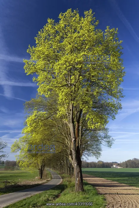 : 80189552 Norway Maple - allee in flower Lower Saxony : 80189552 Norway Maple - allee in flower Lower Saxony
