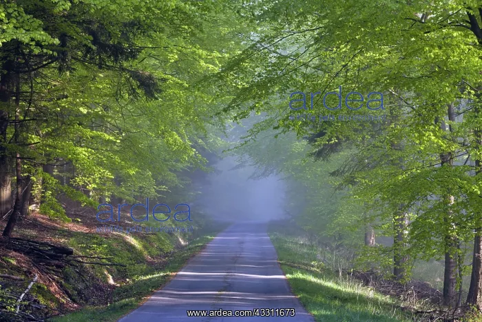  : 80189553 Forestry and Country Road - shrouded in