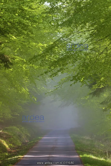 : 80189554 Forestry and Country Road - shrouded in : 80189554 Forestry and Country Road - shrouded in