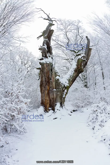 : 80189555 Oak Tree - snow covered - ancient forest : 80189555 Oak Tree - snow covered - ancient forest