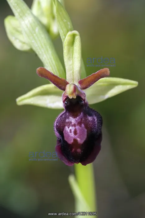 : 80189556 Early Spider Orchid Kyffhauser hills Thueringen : 80189556 Early Spider Orchid Kyffhauser hills Thueringen