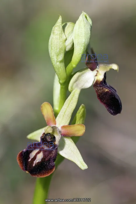 : 80189557 Early Spider Orchid Kyffhauser hills, Thueringen : 80189557 Early Spider Orchid Kyffhauser hills, Thueringen