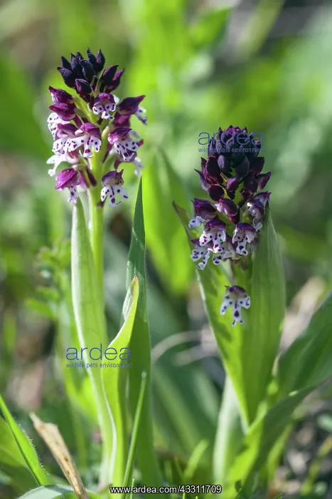: 80189558 Burnt Orchid Kyffhauser hills, Thueringen : 80189558 Burnt Orchid Kyffhauser hills, Thueringen