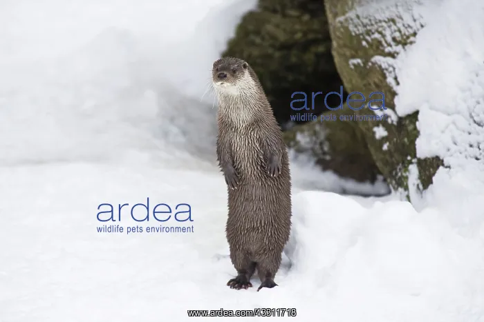 : 80189559 European Otter - alert - standing on back : 80189559 European Otter - alert - standing on back