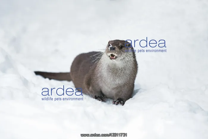  : 80189561 European Otter - resting - lying in snow