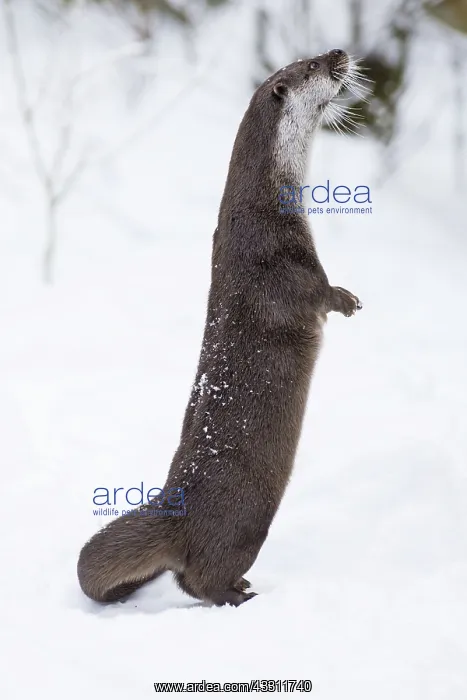 : 80189563 European Otter - inquisitive - standing : 80189563 European Otter - inquisitive - standing