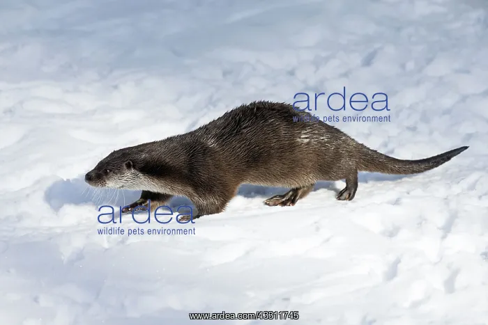: 80189564 European Otter - walking through snow Bavarian : 80189564 European Otter - walking through snow Bavarian