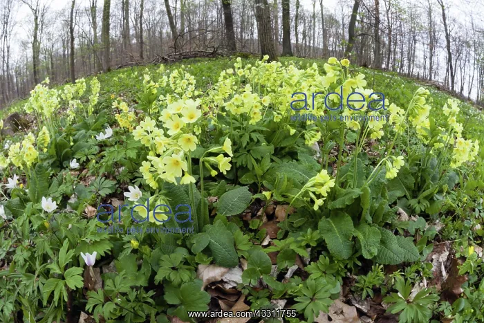  : 80189566 Oxlip and Wood Anemone - (Anemone nemorosa)