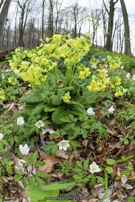 : 80189567 Oxlip and Wood Anemone - (Anemone nemorosa) : 80189567 Oxlip and Wood Anemone - (Anemone nemorosa)