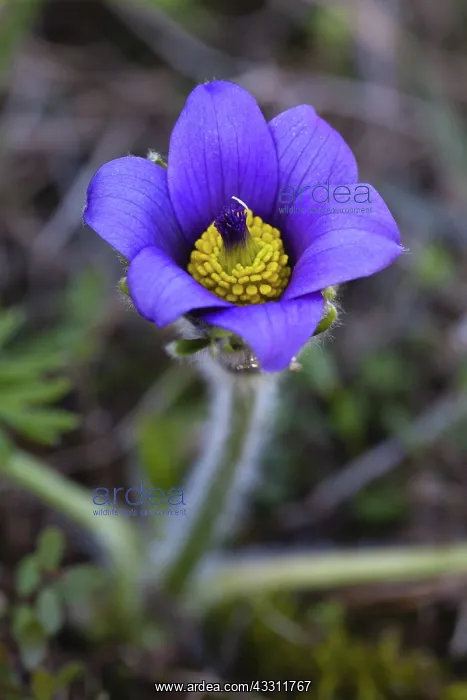 : 80189568 Pasque Flower Kyffhauser hills, Thueringen : 80189568 Pasque Flower Kyffhauser hills, Thueringen
