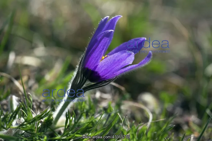 : 80189569 Pasque Flower Kyffhauser hills, Thueringen : 80189569 Pasque Flower Kyffhauser hills, Thueringen