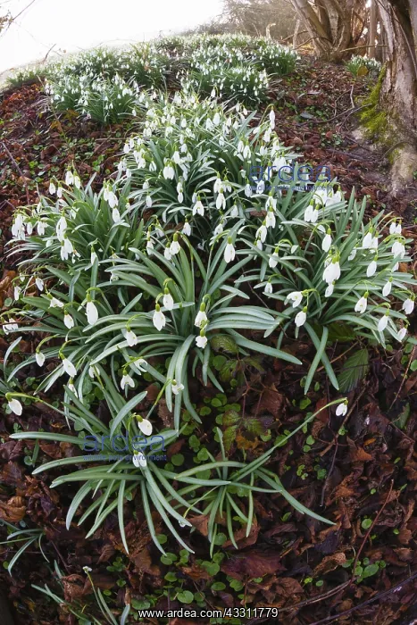 : 80189570 Snowdrop - flowering on the edge of a : 80189570 Snowdrop - flowering on the edge of a