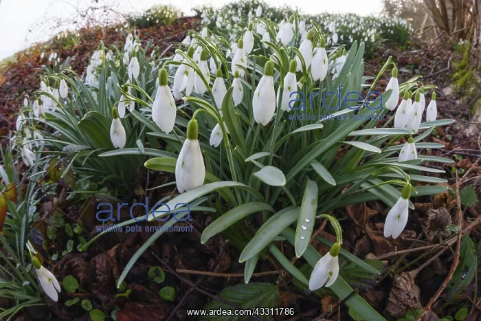 : 80189571 Snowdrop - flowering on the edge of a field : 80189571 Snowdrop - flowering on the edge of a field