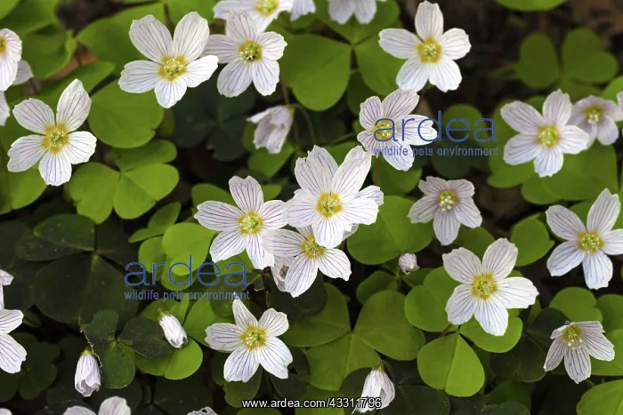  : 80189572 Wood Sorrel - blossom Lower Saxony, Germany
