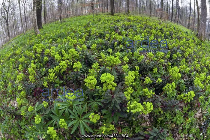 : 80189573 Wood Spurge - blossom - fisheye perspective : 80189573 Wood Spurge - blossom - fisheye perspective