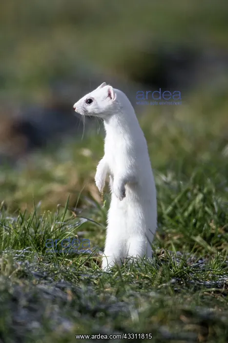 : 80189574 Stoat / Ermine - standing on back legs : 80189574 Stoat / Ermine - standing on back legs